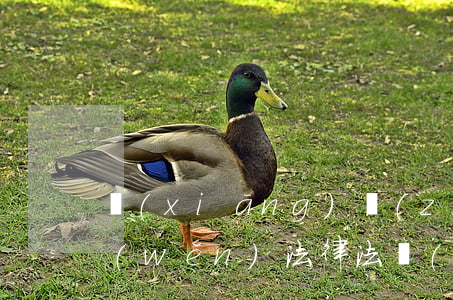 鄉(xiāng)鎮(zhèn)綜治維穩(wěn)法律法規(guī)講話稿(鎮(zhèn)綜治工作開展情況經(jīng)驗發(fā)言材料3000字左右)