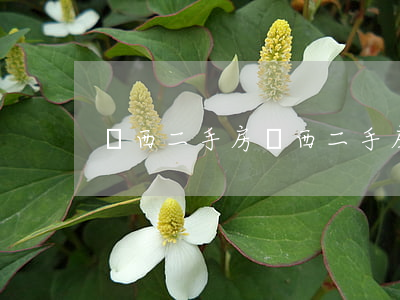 鄖西二手房(鄖西二手房產網(wǎng))