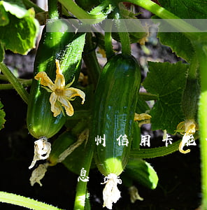 鄭州信用卡能停息掛賬嗎(信用卡多久可以停息掛賬)