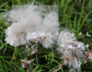 鄭州信用卡逾期停息分期怎么申請(qǐng)-鄭州信用卡逾期停息分期怎么申請(qǐng)的