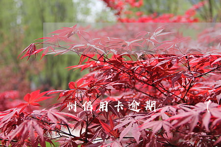 鄭州信用卡逾期債務優(yōu)化怎么收費