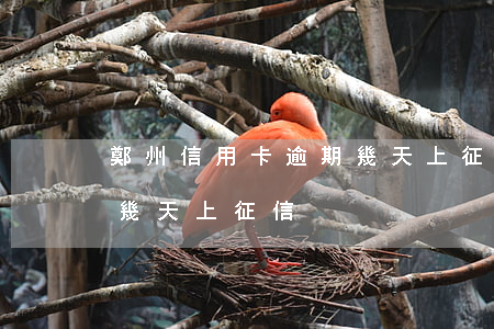 鄭州信用卡逾期幾天上征信(鄭州信用卡逾期幾天上征信)