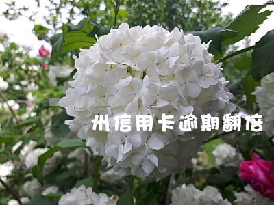 鄭州信用卡逾期翻倍嗎(鄭州信用卡逾期翻倍嗎)