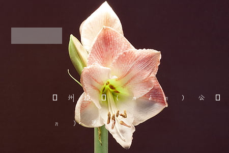 鄭州撬門(mén)公證案的幾點(diǎn)思考
