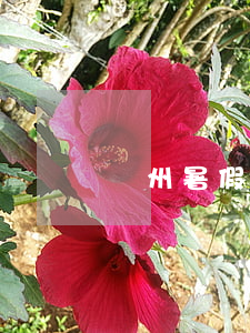 鄭州暑假工(鄭州暑假工兼職)