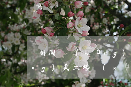 鄭州淘寶網(wǎng)(鄭州淘寶網(wǎng)美工培訓(xùn))