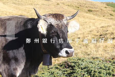 鄭州銀行信用卡逾期好說話嗎