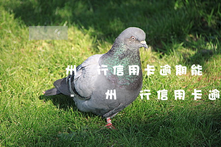 鄭州銀行信用卡逾期能協(xié)商還款嗎-鄭州銀行信用卡逾期能協(xié)商還款嗎知乎
