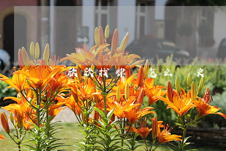 鄭欣欣找律師怎么樣(史悅欣律師)
