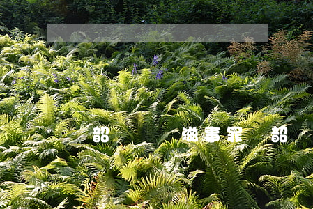 鄭韶輝尋釁滋事罪(鄭韶輝尋釁滋事罪)