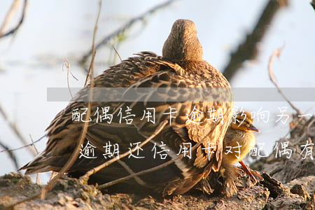 配偶信用卡逾期影响另一半政审吗(配偶恶意逾期还信用卡,对配偶有影响吗)