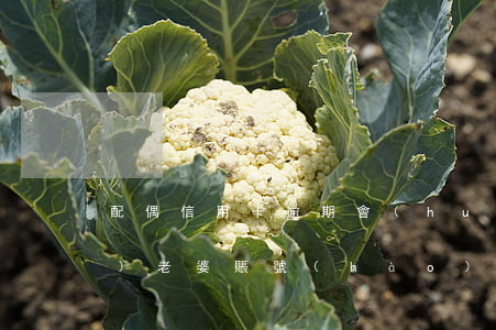配偶信用卡逾期會(huì)凍結(jié)老婆賬號(hào)嗎-配偶信用卡逾期會(huì)凍結(jié)老婆賬號(hào)嗎知乎
