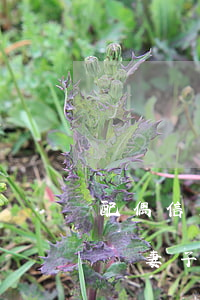 配偶信用卡逾期被起訴(丈夫信用卡逾期被起訴妻子會(huì)受什么影響)