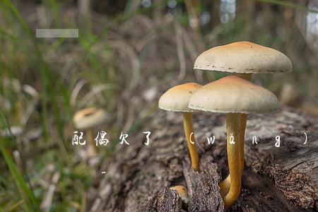 配偶欠了網(wǎng)貸離婚需要丈夫還嗎-