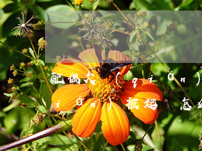 配偶欠錢(qián)被起訴(配偶欠錢(qián)被起訴怎么辦)