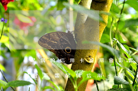 配偶的信用卡逾期會影響自己嗎?（信用卡逾期會影響配偶信用卡嗎）