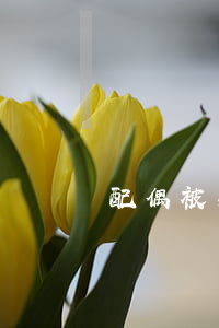 配偶被判刑婚姻關系如何解除