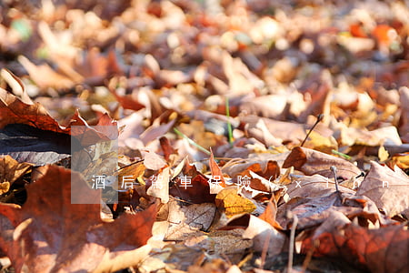 酒后駕車保險(xiǎn)公司需要理賠嗎