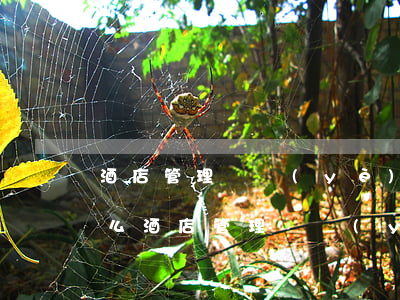 酒店管理專業(yè)主要學(xué)什么(酒店管理專業(yè)大學(xué)主要學(xué)什么內(nèi)容)