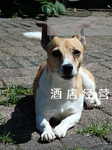 酒店经营管理(酒店运营方案) 酒店经营管理(酒店运营方案)
