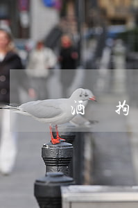 酒駕拘留嗎