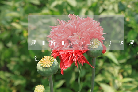 酒駕新規(guī)定(酒駕新規(guī)定2021)