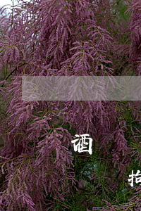 酒駕無證駕駛怎么處罰拘留多少天(酒駕無證駕駛拘留幾天)