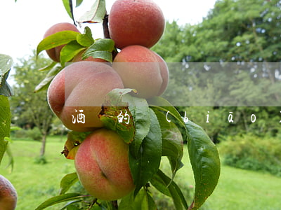 酒駕的標(biāo)準(zhǔn)