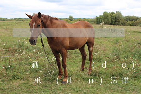 酒駕電動車導(dǎo)致交通事故 同樣要承擔(dān)法律責(zé)任