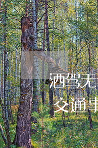 酒驾无证驾驶出车祸事故赔偿(无证酒驾发生交通事故怎么处理)