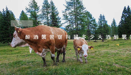 醉酒襲警察拘留多少天(酒醉襲警要判多久)