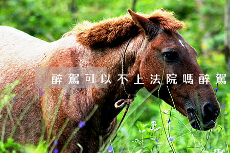 醉駕可以不上法院嗎(醉駕可以不被起訴嗎)