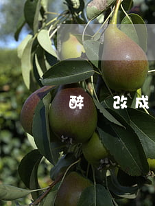 醉駕改成酒駕花多少錢