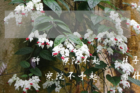 醉駕檢察院不起訴對孩子以后有影響嗎(醉駕檢察院不予起訴會有什么影響)