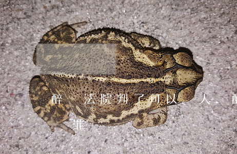 醉駕法院判了可以見人嗎(醉駕到法院還能判無罪嗎)