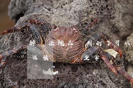 醉駕法院已經判刑了可以取保嗎(醉駕辦了取保候審還會坐牢嗎)