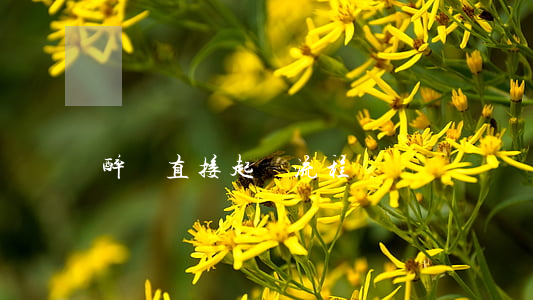 醉駕直接起訴流程
