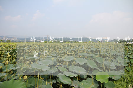 醉駕起訴上網在哪里查??(醉駕判刑在哪里可以查詢)