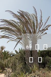 醉駕辦了取保還用拘留嗎(醉駕被拘留可以保釋嗎)