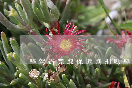 醉駕辦完取保還判刑嗎(醉駕到了法院還做取保嗎)