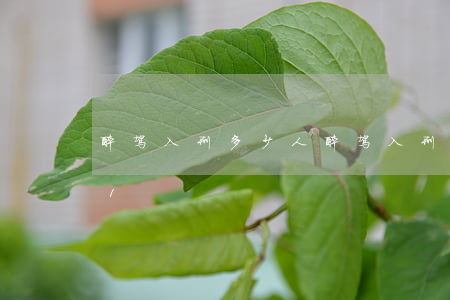 醉驾入刑多少人(醉驾入刑多少人喊冤2021)