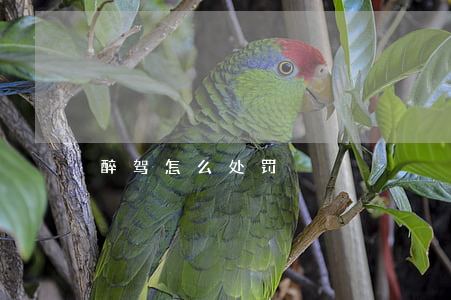 醉驾怎么处罚