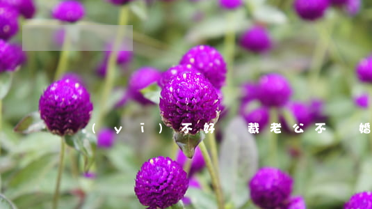 醫(yī)不好總裁老公不離婚