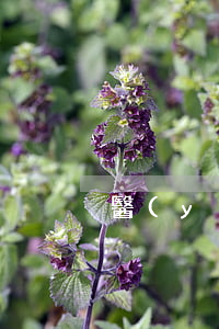 醫(yī)保三胎已報銷