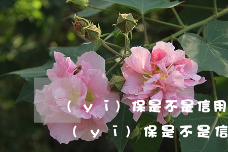 醫(yī)保是不是信用卡逾期就交不了-醫(yī)保是不是信用卡逾期就交不了了
