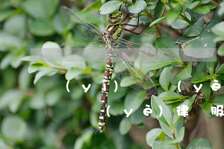 醫(yī)療專業(yè)律師(醫(yī)療專業(yè)律師服務(wù)項(xiàng)目及收費(fèi))