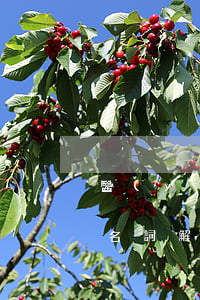 醫(yī)療管理法律法規(guī)制度名詞解釋(衛(wèi)生法律責(zé)任的名詞解釋)