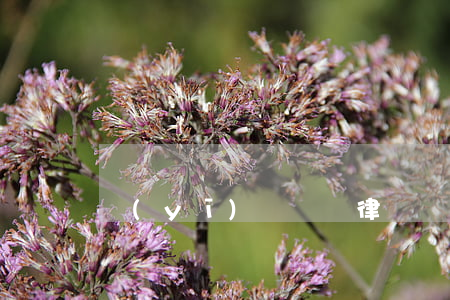 醫(yī)療糾紛律師