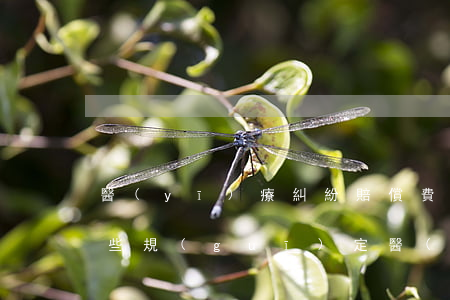 醫(yī)療糾紛賠償費(fèi)用有哪些規(guī)定(醫(yī)療糾紛賠償標(biāo)準(zhǔn)法律依據(jù))