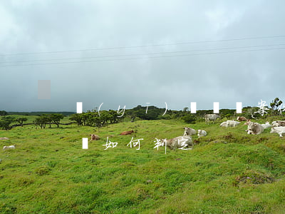 醫(yī)療過錯案件中的醫(yī)療過錯如何判定